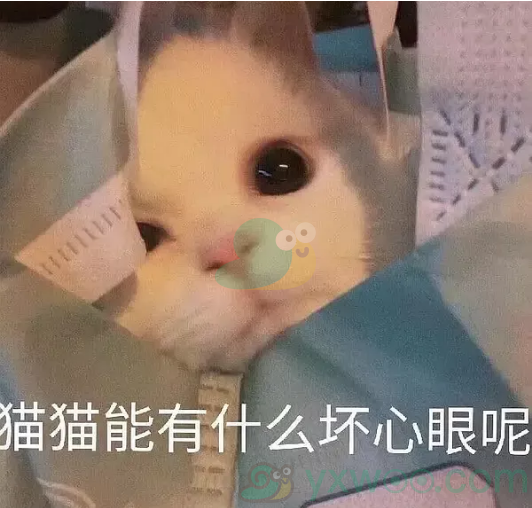 猫猫能有什么坏心眼呢是什么梗