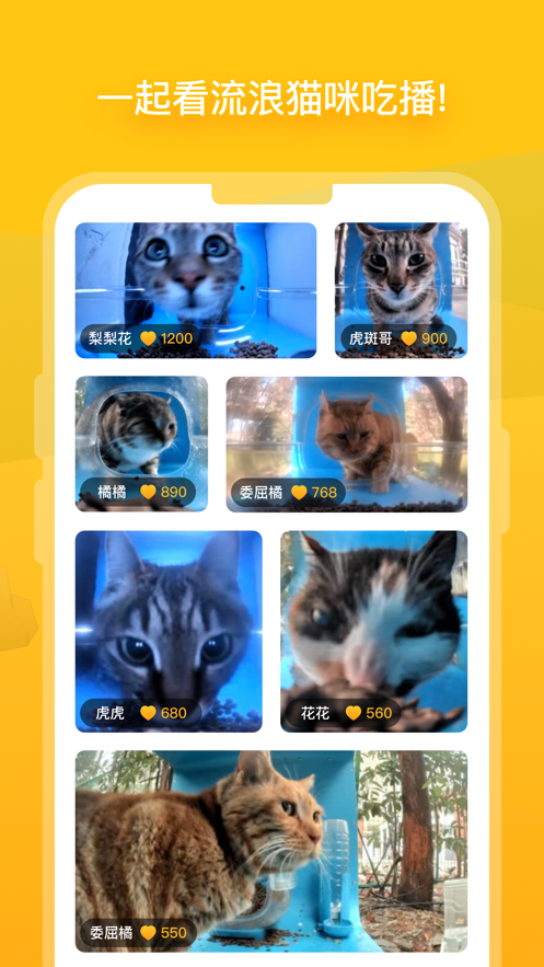 街猫截图5